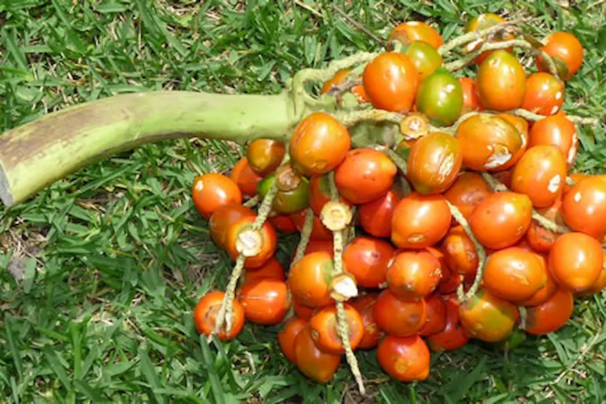 pijuayo