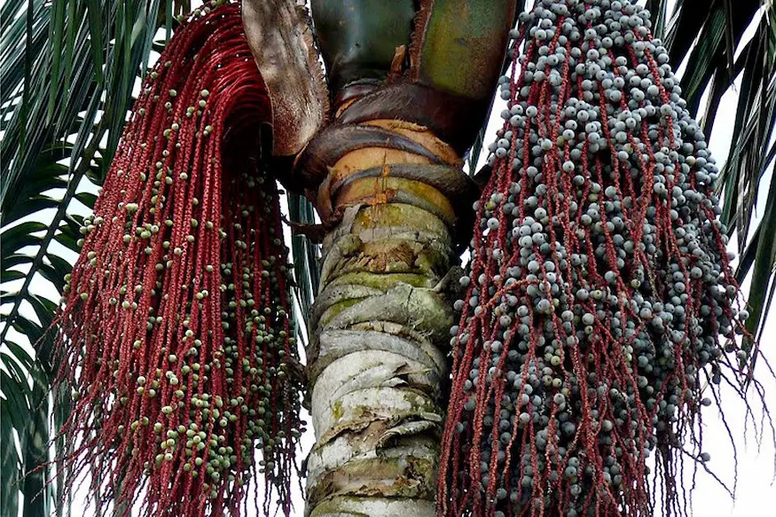 ungurahui