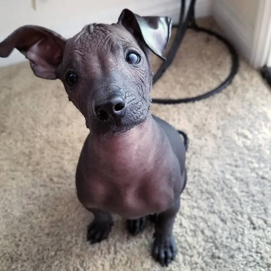 Peruvian Hairless Dog