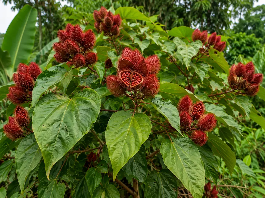 Achiote (Bixa orellana)