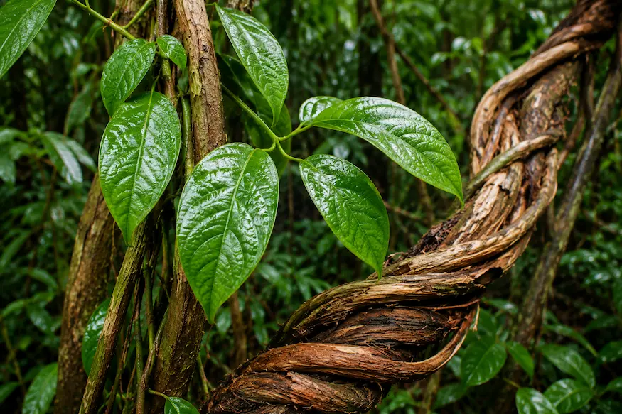 Ayahuasca (Banisteriopsis caapi)