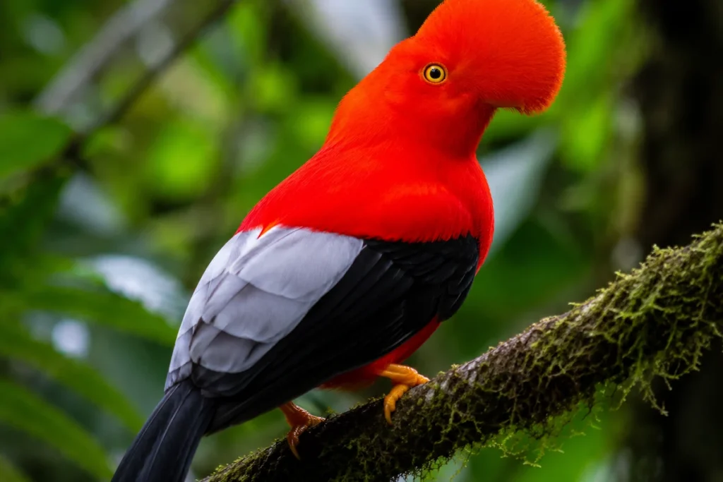 Gallito de las rocas