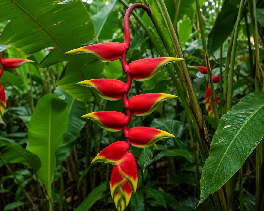 Heliconia (Heliconia rostrata)