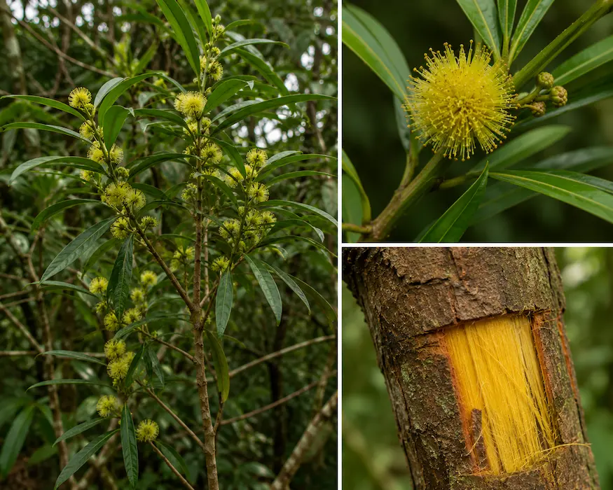 Huacapurana (Campsiandra angustifolia)