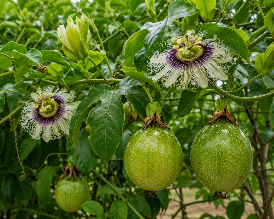 Maracuyá (Passiflora edulis)