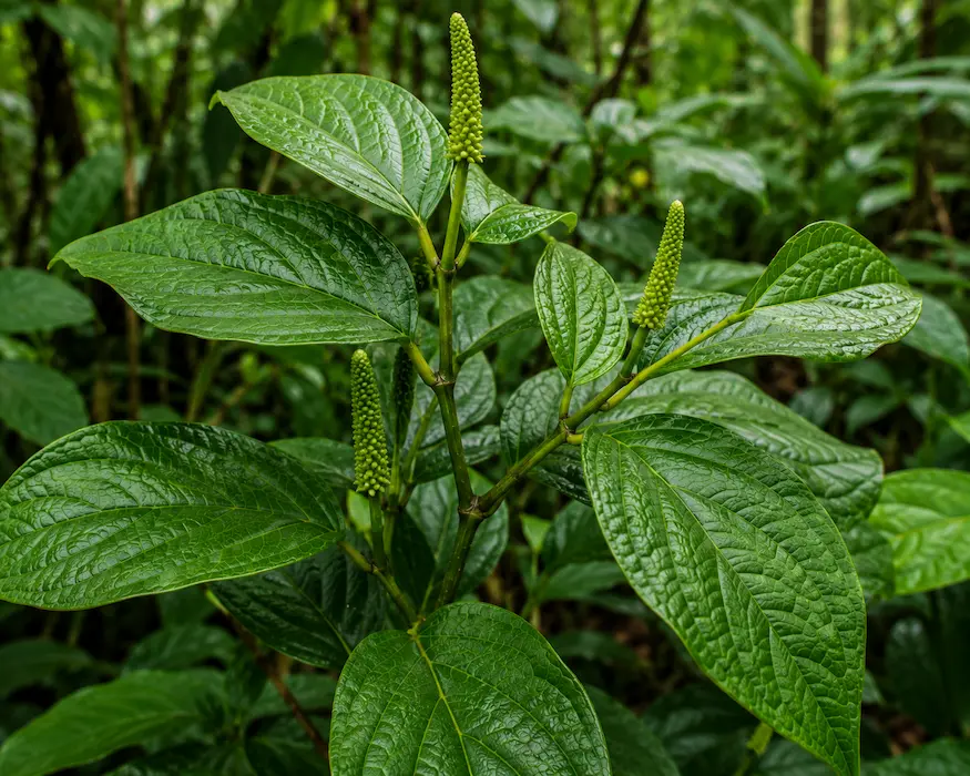 Matico (Piper aduncum)