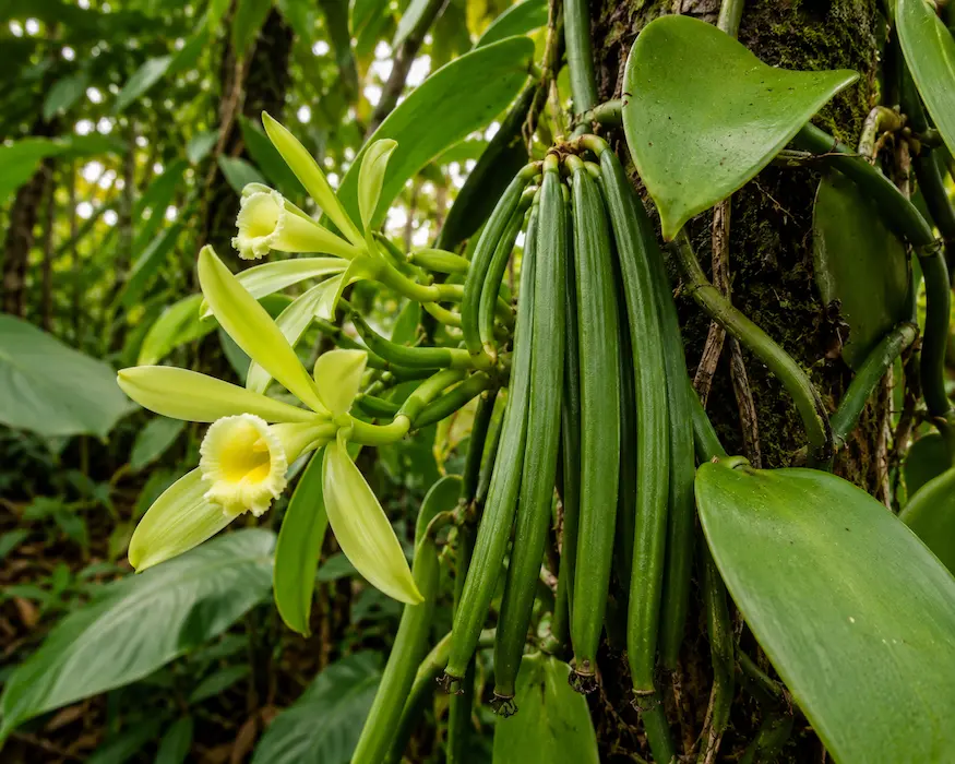 Vainilla (Vanilla planifolia)