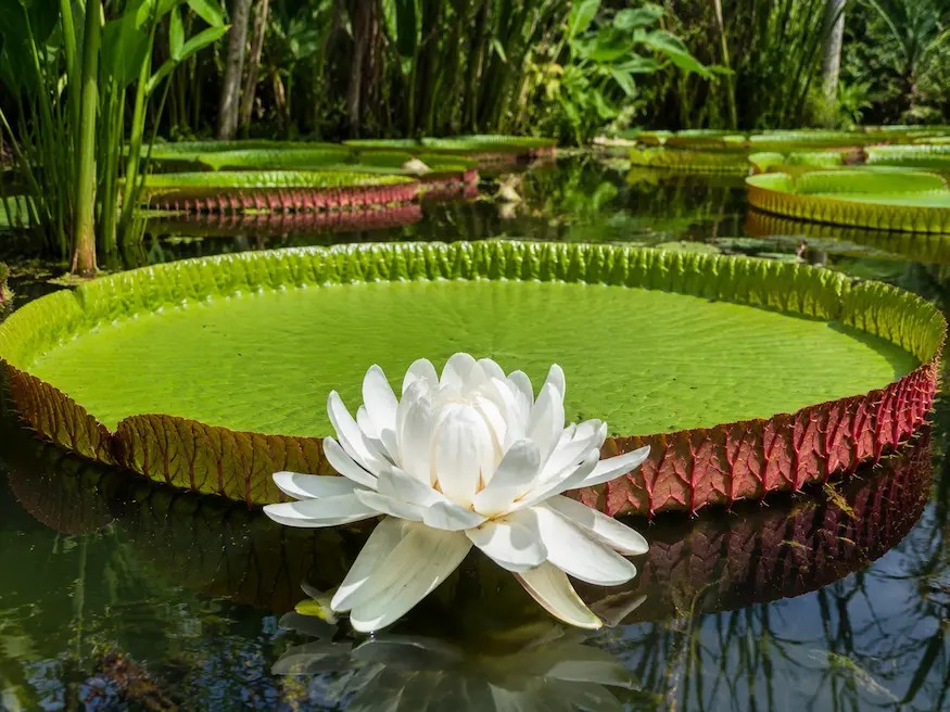 Victoria Amazónica (Victoria amazonica)