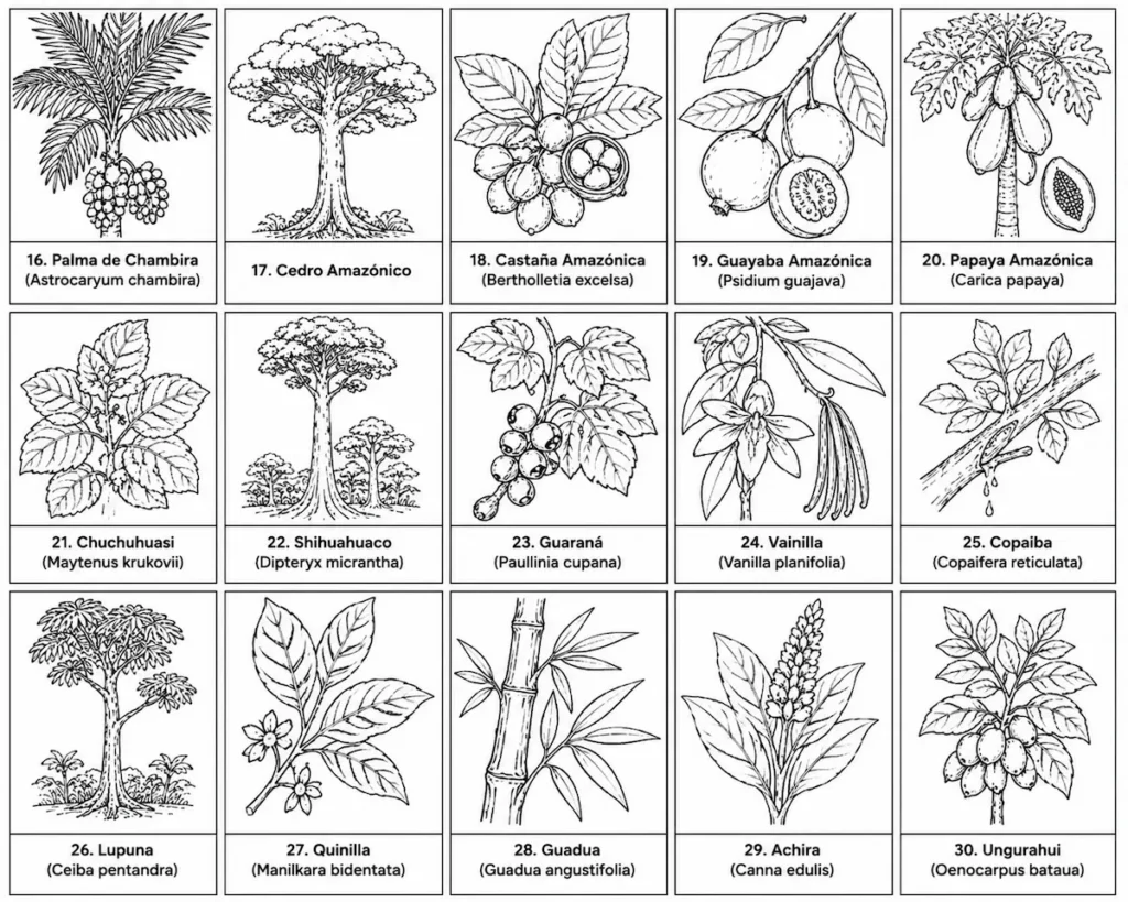 plantas de la selva para colorear segunda parte