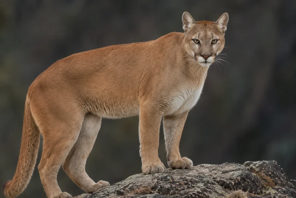 puma