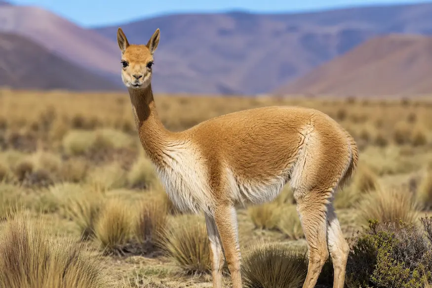 what is vicuna
