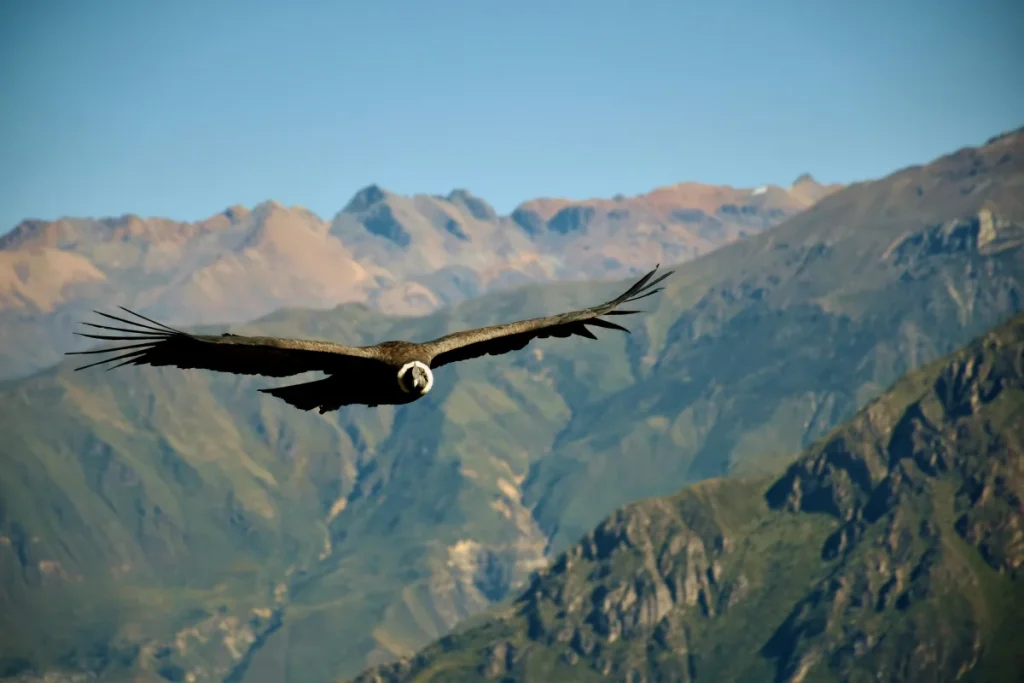 Cóndor andino volando sobre las montañas del Cañón del Colca en Arequipa