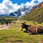 Excursionistas y mulas en la ruta de trekking frente al nevado Salkantay